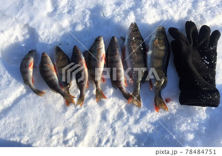 Ice fishing. Winter fishing, catching a fish Ice fishing. Winter fishing, catching a fish 78484751