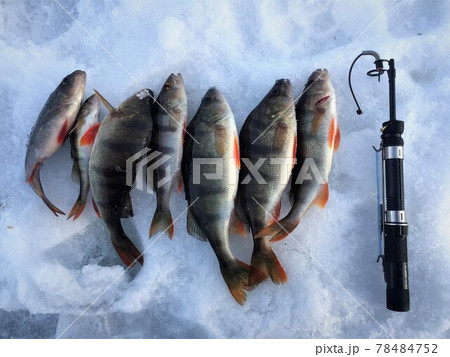 Ice fishing. Winter fishing, catching a fish Ice fishing. Winter fishing, catching a fish 78484752