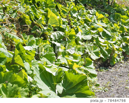 フキが生い茂る斜面 フキが生い茂る斜面 78484798