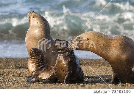 Sea lion Male in colony, patagonia Argentina 78485136