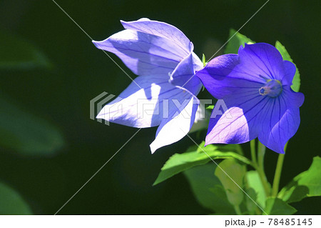 桔梗 桔梗 78485145