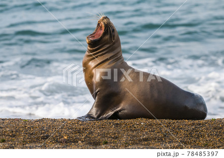 Sea lion Male in colony, patagonia Argentina 78485397