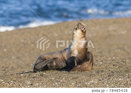 Mother and baby sea lion, Patagonia 78485416