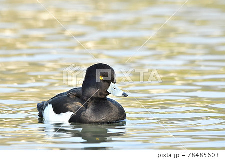 キンクロハジロ 78485603