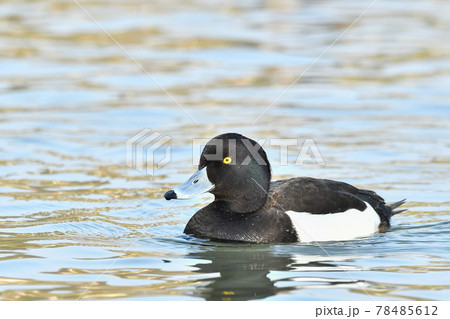 キンクロハジロ 78485612