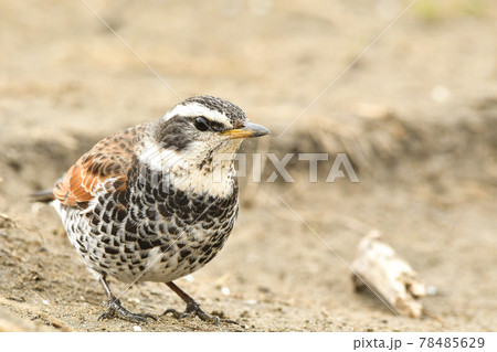 ツグミ 78485629