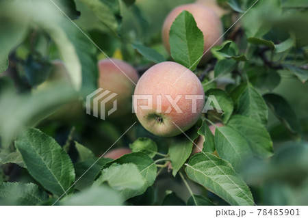 Eco organic fruits, country and rustic style. Summer garden for business and work outside Eco organic fruits, country and rustic style. Summer garden for business and work outside 78485901