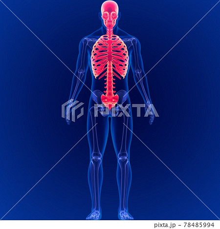 Human Skeleton System Axial Skeletal Anatomy 3D Illustration Human Skeleton System Axial Skeletal Anatomy 3D Illustration 78485994