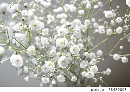 白いカスミソウの花が咲いています。学名はGypsophila elegansです。 白いカスミソウの花が咲いています。学名はGypsophila elegansです。 78486093
