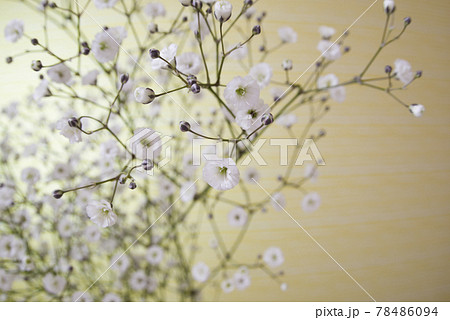 白いカスミソウの花が咲いています。学名はGypsophila elegansです。 白いカスミソウの花が咲いています。学名はGypsophila elegansです。 78486094
