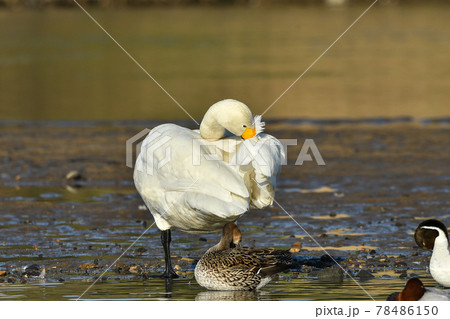 白鳥 白鳥 78486150