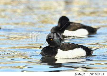 キンクロハジロ キンクロハジロ 78486151