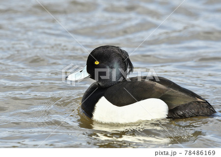 キンクロハジロ 78486169