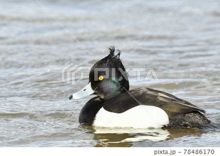 キンクロハジロ 78486170