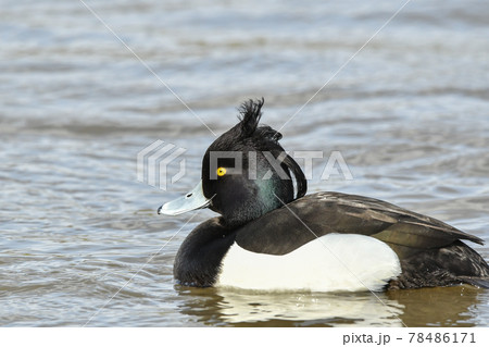 キンクロハジロ 78486171