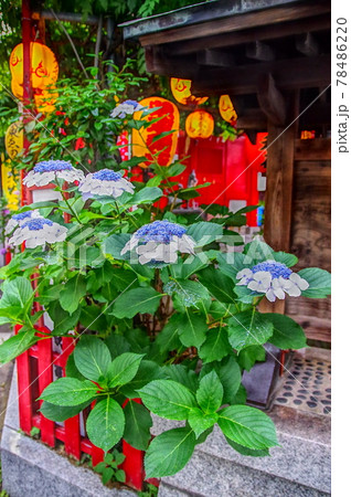 王子装束稲荷の紫陽花 王子装束稲荷の紫陽花 78486220