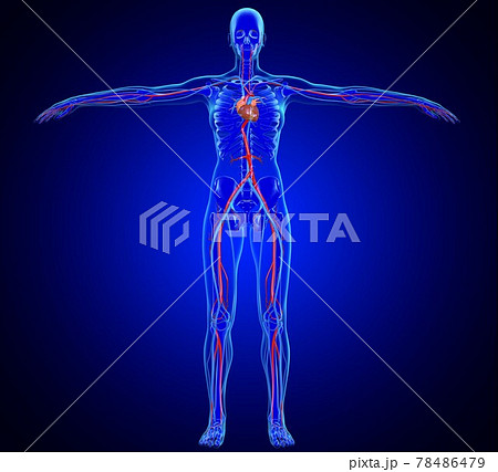 3D Illustration Female Heart Anatomy For Medical Concept 78486479