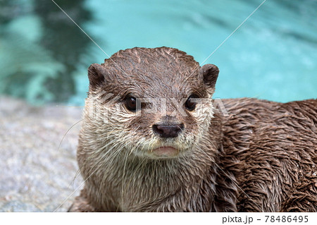 コツメカワウソ　クローズアップ　初夏	 78486495