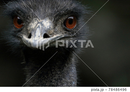 エミュー　カメラ目線　初夏 78486496