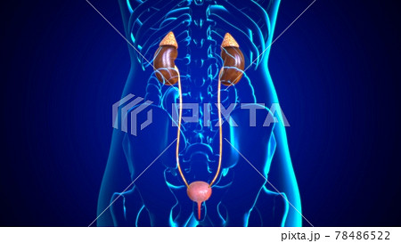 3D Illustration Female Urinary System For Medical Concept 78486522