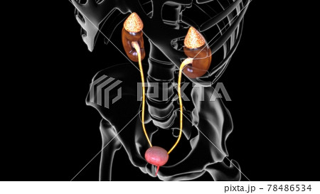 3D Illustration Female Urinary System For Medical Concept 78486534