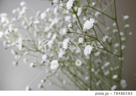 白いカスミソウの花が咲いています。学名はGypsophila elegansです。 78486583