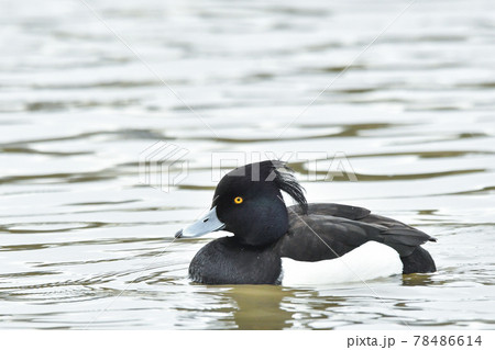 キンクロハジロ 78486614