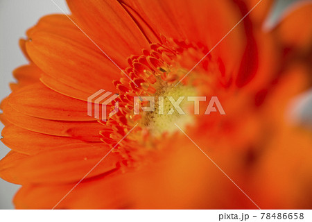 オレンジ色のガーベラの花のクローズアップ写真です。 オレンジ色のガーベラの花のクローズアップ写真です。 78486658