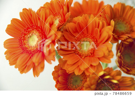 オレンジ色のガーベラの花のクローズアップ写真です。 オレンジ色のガーベラの花のクローズアップ写真です。 78486659