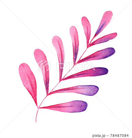 赤紫の海藻のイラストのイラスト素材