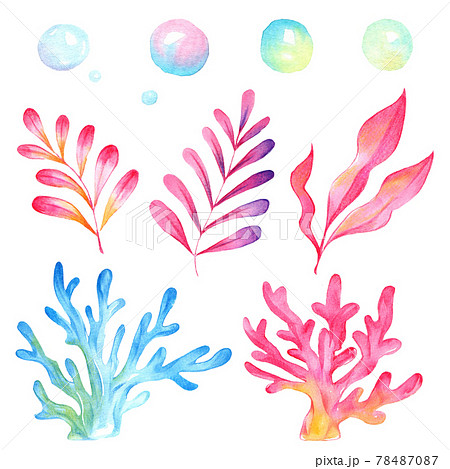 珊瑚 海藻 泡のイラストのイラスト素材
