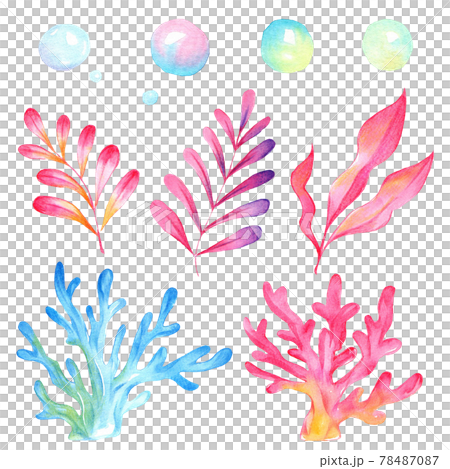 Illustration of coral, seaweed and bubbles Illustration of coral, seaweed and bubbles 78487087