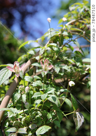 クレマチス モンタナ マジョリーの花 クレマチス モンタナ マジョリーの花 78487510