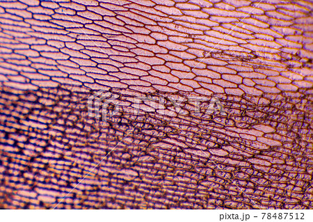 Onion epidermis with pigmented large cells. Suitable as abstact background. Onion epidermis with pigmented large cells. Suitable as abstact background. 78487512