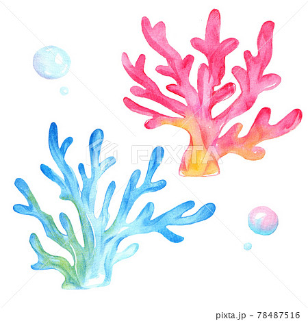 サンゴ サンゴ