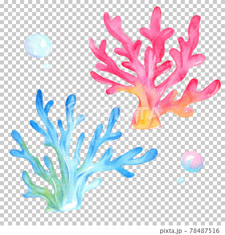 Coral illustration Coral illustration 78487516