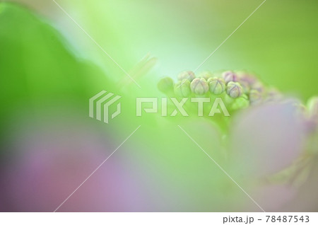 背景が淡くやわらかい、紫の紫陽花の花びらとつぼみ 78487543