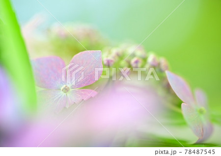 背景が淡くやわらかい、紫の紫陽花の花びら 78487545