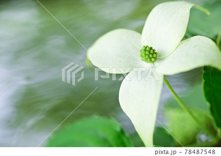 水辺に咲く山法師の花 78487548