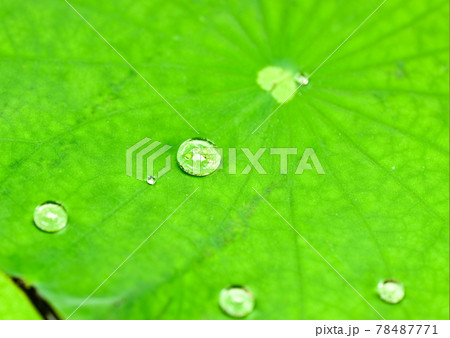 water droplet on Lotus leaves,natural background 78487771
