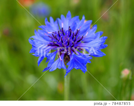 ヤグルマギクの花 78487855