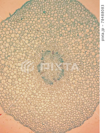 【ミクロの世界】植物の若い根の横断面 78488083