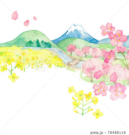 Rape Flowers And Cherry Blossoms And Mt Fuji Stock Illustration