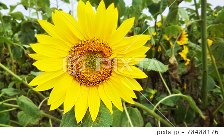 北海道北竜町の真夏のひまわり 78488176