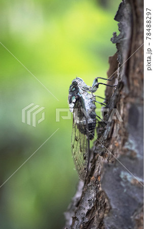 桜の木の枝で鳴くミンミンゼミ1 78488297