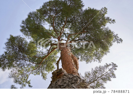 松 木 空 78488871