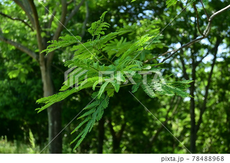 ネムノキの開花前と晴天 ネムノキの開花前と晴天 78488968
