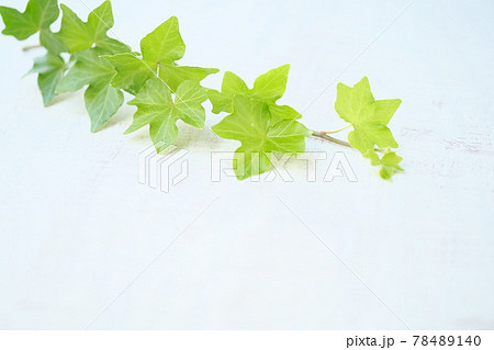 緑の葉の背景素材 78489140