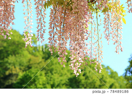 ピンクの藤 78489186