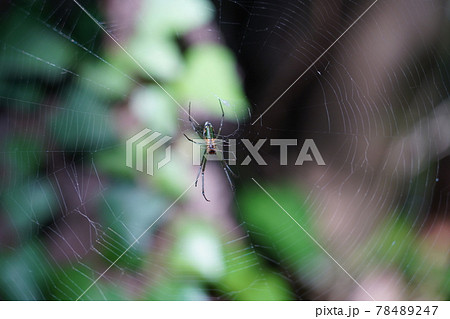 オオシロカネグモ 78489247